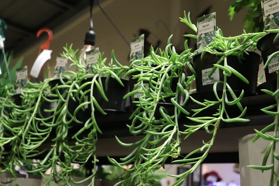 garden centre store plants on shelf