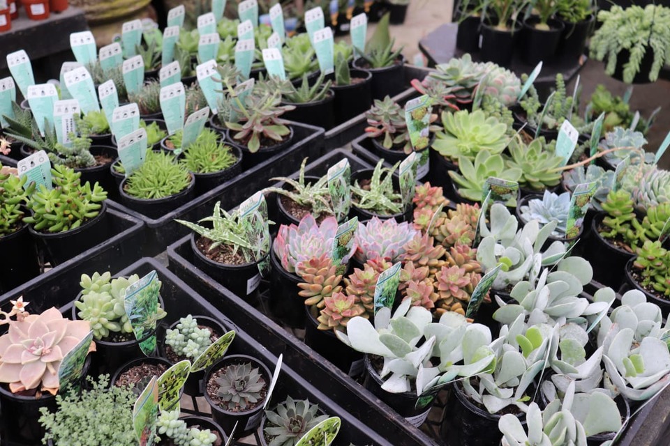 collection of plants for sale at garden centre