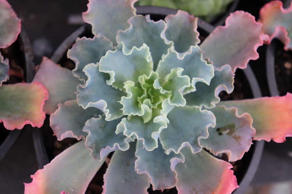 succulent plants on sale at garden centre