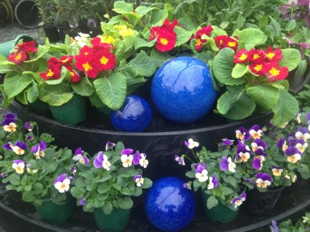 potted flower plants for sale at garden centre