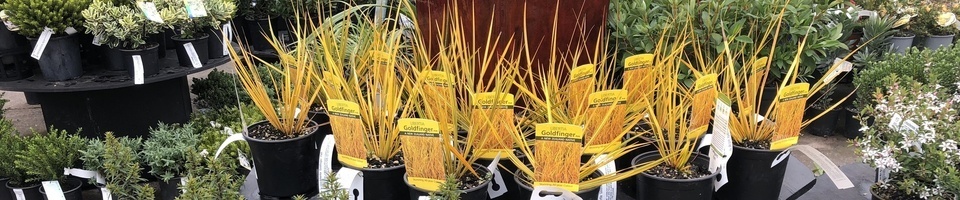 garden centre plants for sale in hamilton